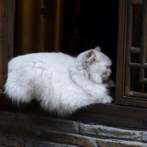 日本老妈三人交xoxoxo
